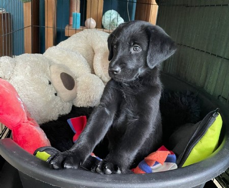 Duitse herder/labrador retriever